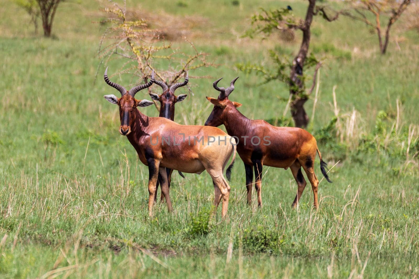 Swayne's hartebeest (Alcelaphus buselaphus swaynei) is an endangered endemic antelope native to Ethiopia in Senkelle Swayne's Hartebeest Sanctuary, Ethiopia, Africa wildlife