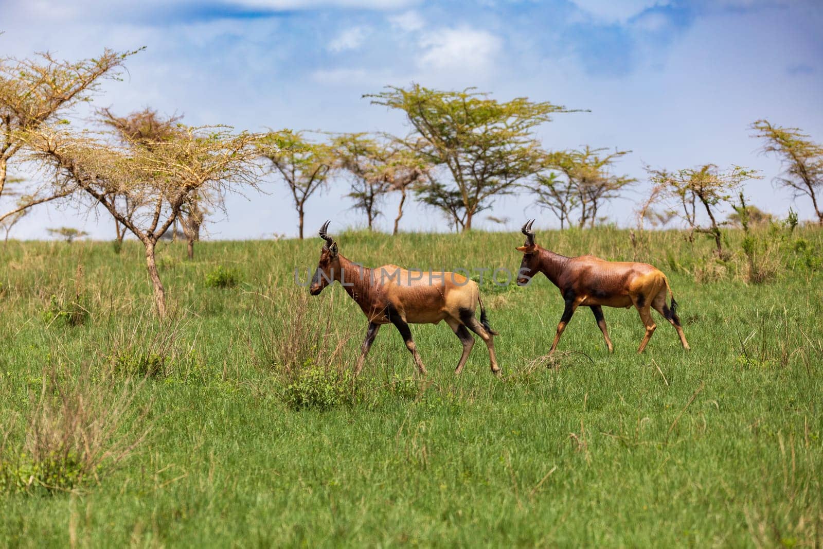 Swayne's hartebeest (Alcelaphus buselaphus swaynei) is an endangered endemic antelope native to Ethiopia in Senkelle Swayne's Hartebeest Sanctuary, Ethiopia, Africa wildlife