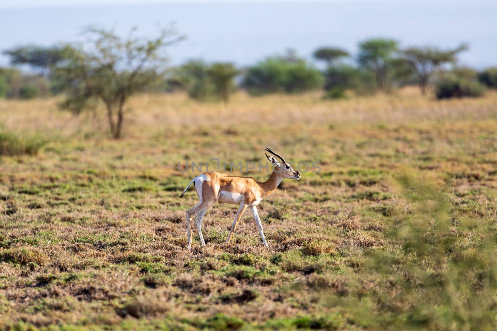 Soemmerring's gazelle (Nanger soemmerringii), also known as the Abyssinian mohr, is a gazelle species native to the Horn of Africa. Ethiopia wildlife animal