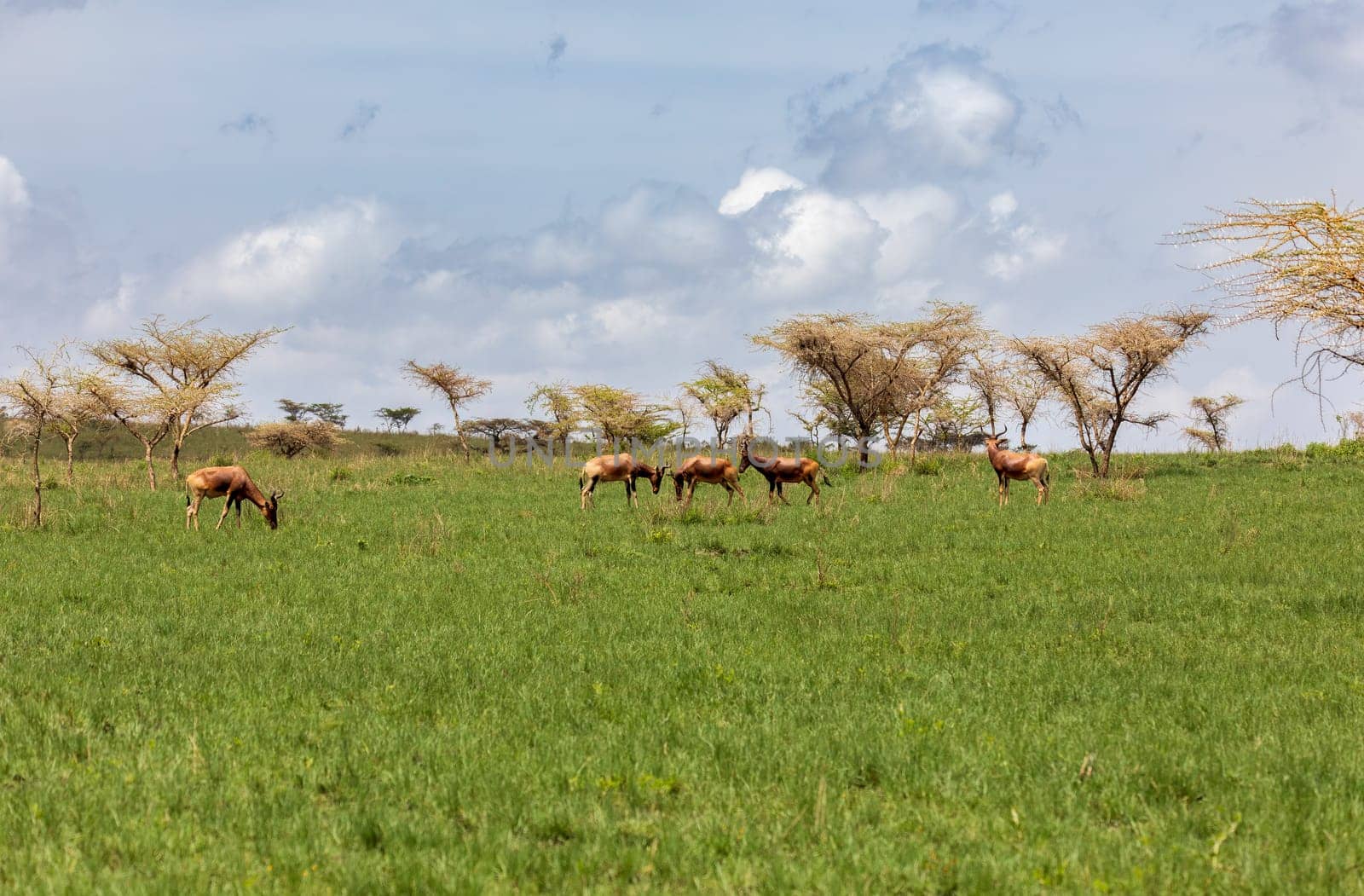 Swayne's hartebeest (Alcelaphus buselaphus swaynei) is an endangered endemic antelope native to Ethiopia in Senkelle Swayne's Hartebeest Sanctuary, Ethiopia, Africa wildlife