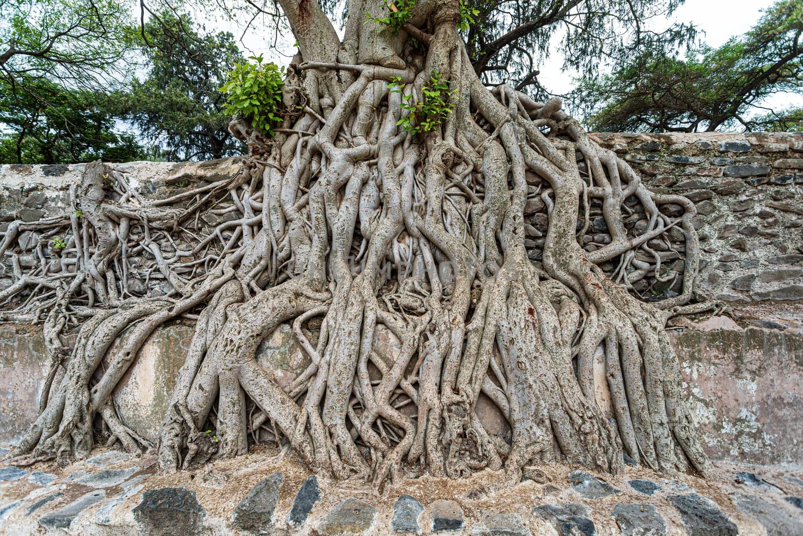 Tangle of massive trunk roots in Fasil Ides Bath, kingdom pool. massive trunk roots form an intricate and captivating tangle a testament to nature's artistry, Gondar, Ethiopia