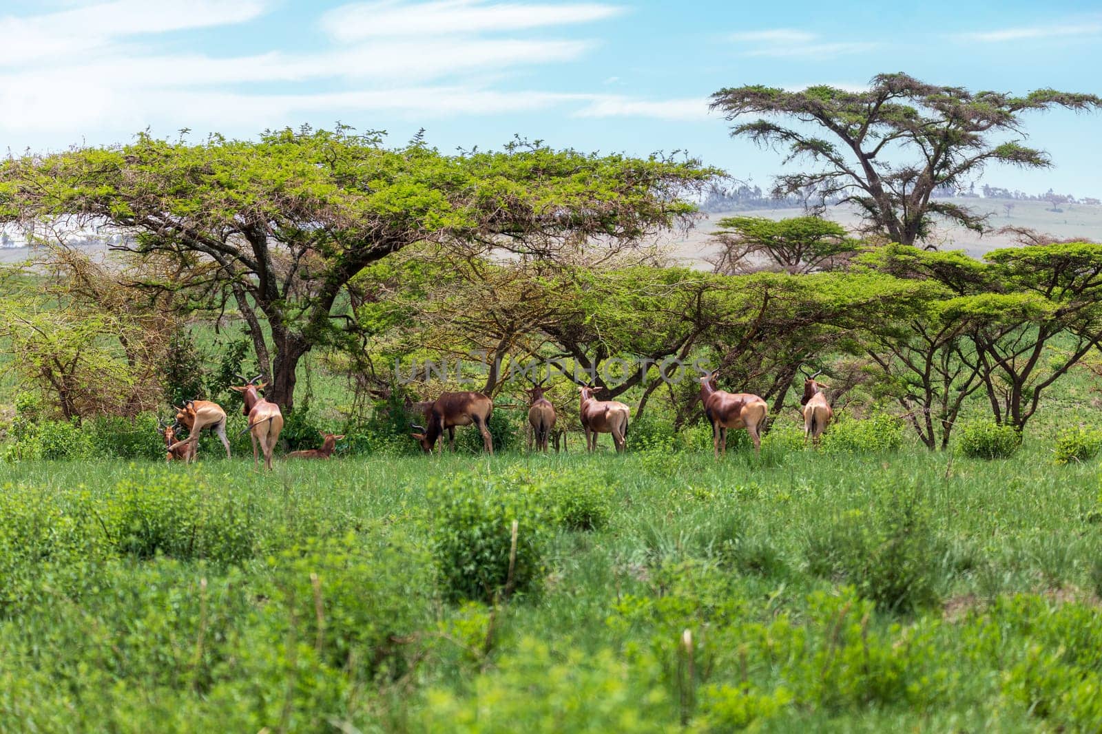 Swayne's hartebeest (Alcelaphus buselaphus swaynei) is an endangered endemic antelope native to Ethiopia in Senkelle Swayne's Hartebeest Sanctuary, Ethiopia, Africa wildlife