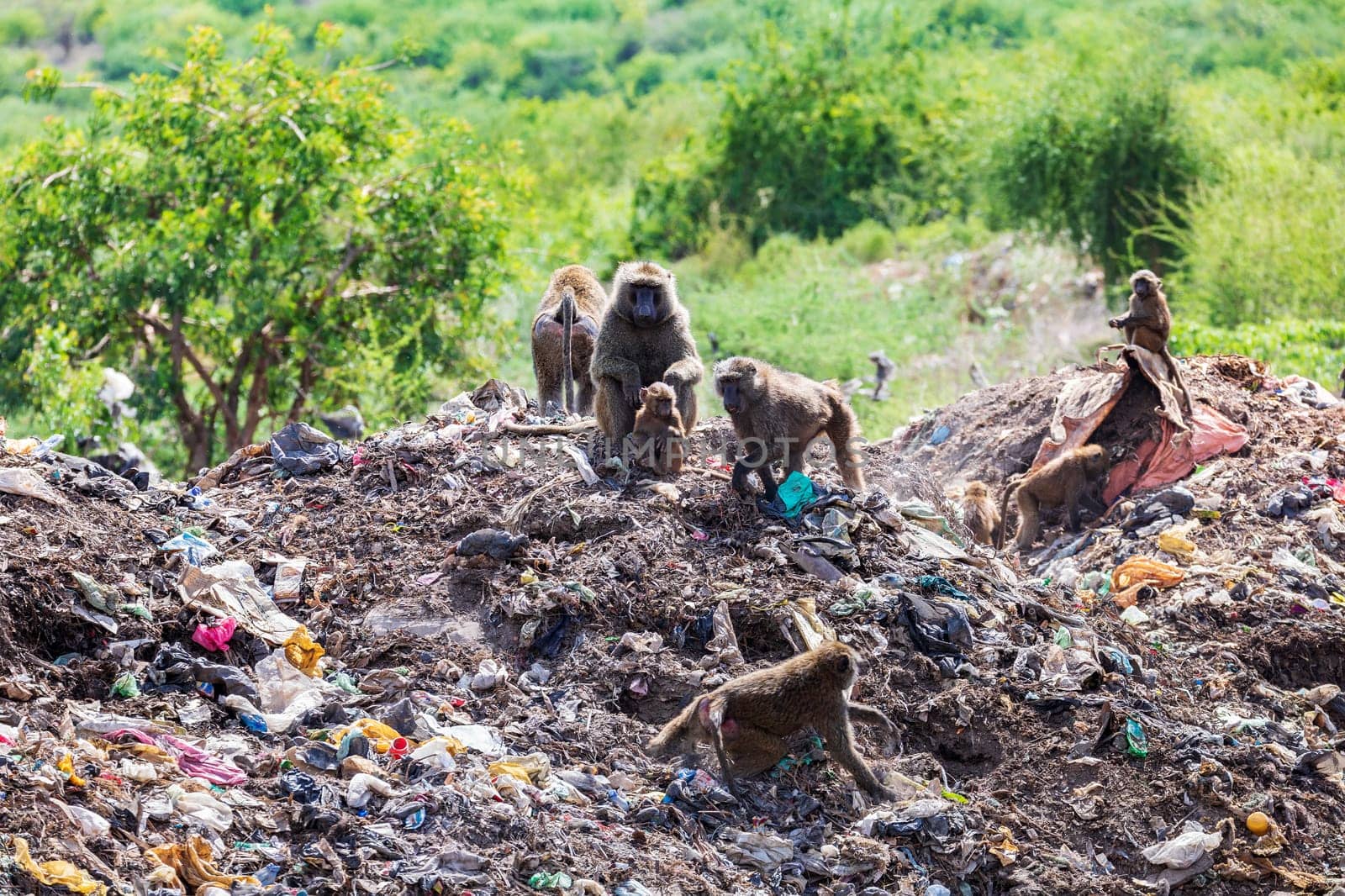 Chacma baboon (Papio ursinus), also known as the Cape baboon from the Old World monkey family. Monkeys are looking for food in a dump outside the city Arba Minch. Ethiopia wildlife animal