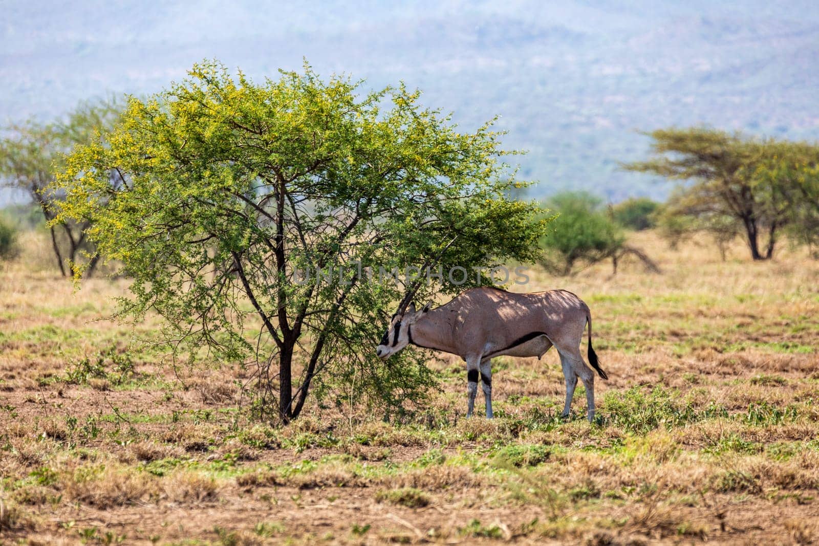 East African oryx (Oryx beisa), also known as the beisa, endemic species of medium-sized antelope from East Africa. Awash National Park. Ethiopia wildlife animal.