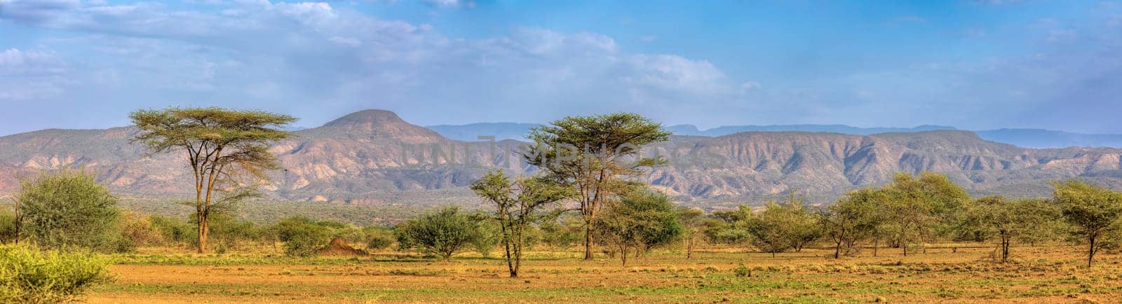 Panorama of Awash national park landscape with acacia tree in front and mountain in background. Ethiopia wilderness