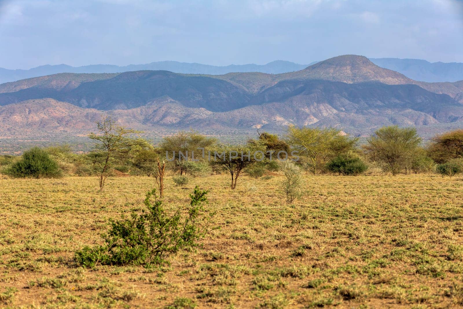 Panorama of Awash national park landscape with acacia tree in front and mountain in background. Ethiopia wilderness