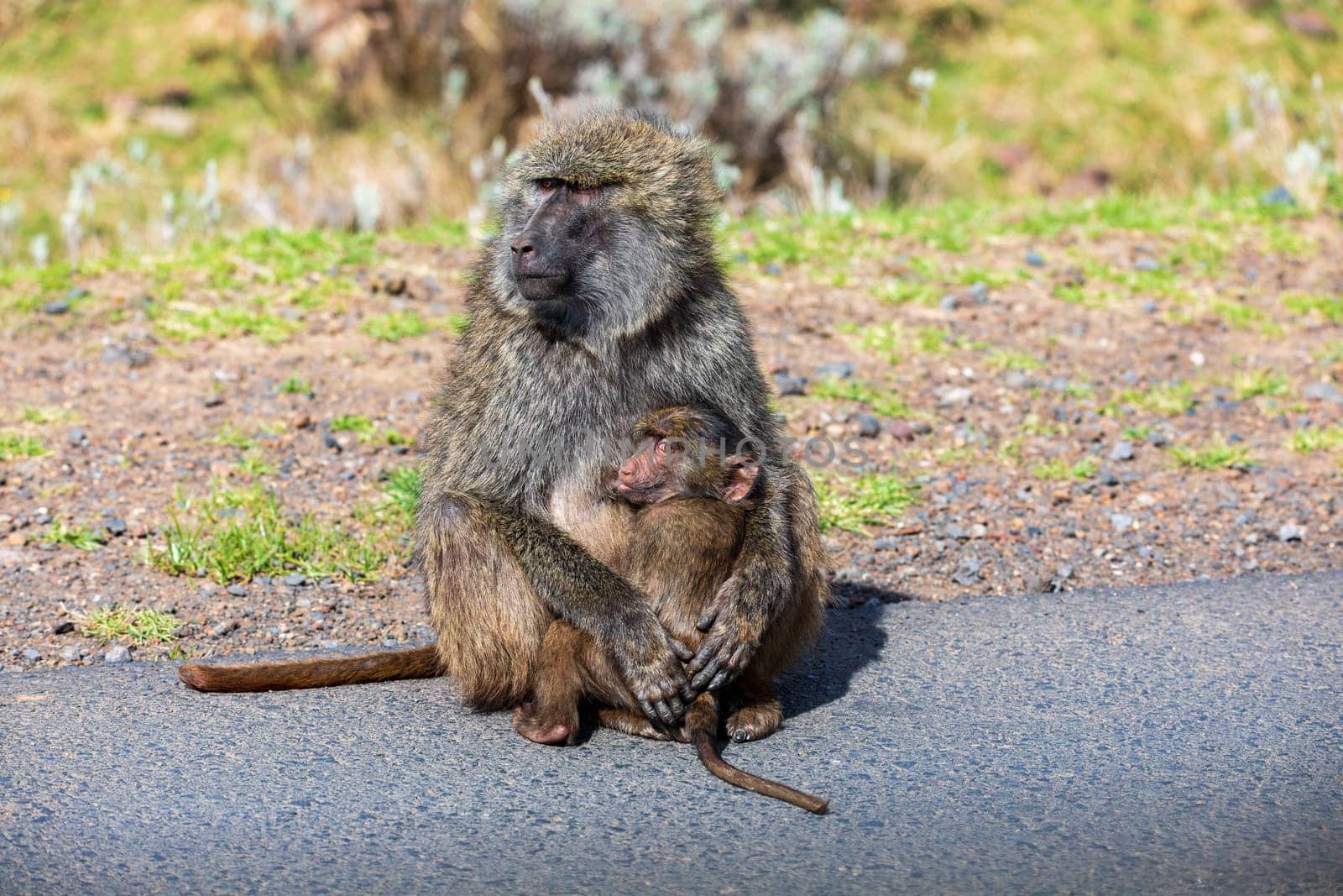 Chacma baboon (Papio ursinus), also known as the Cape baboon, is, like all other baboons, from the Old World monkey family. Mother with baby in Bale mountain. Ethiopia wildlife animal