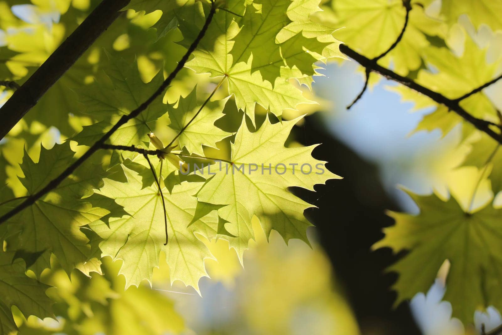Close-up of spring maple leaves on tree branch