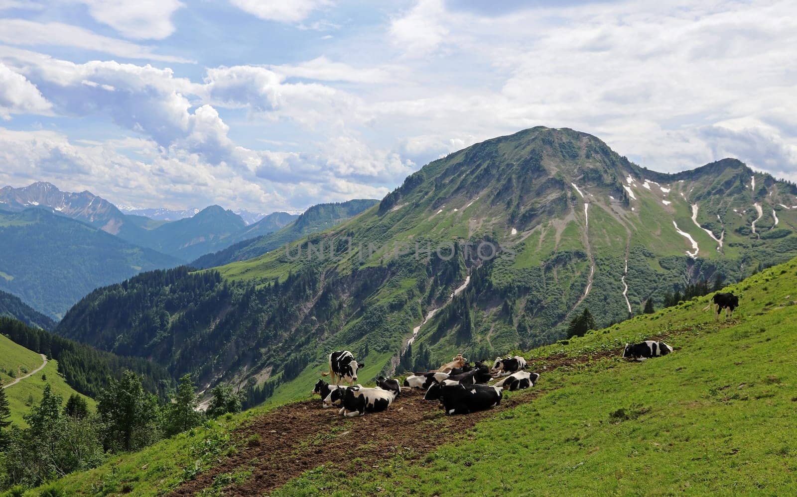 Eine Kuhherde auf dem Furkajoch im Vorarlberg in Österreich