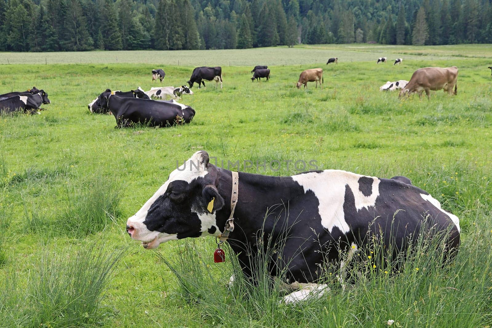 Eine Kuhherde mit GPS-Sendern. Milchkühe mit GPS Halsbändern