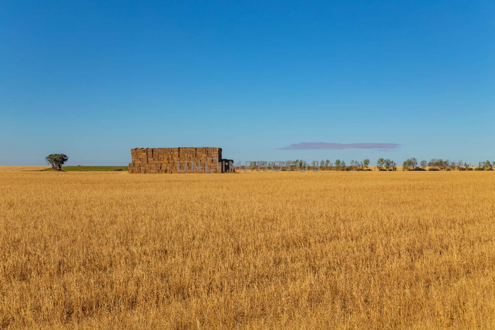 view of a crop field in the north of Spain