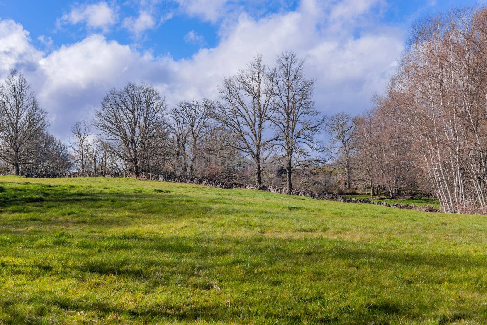 Green field and the trees in Zamora, near Puebla de Sanabria, Spain