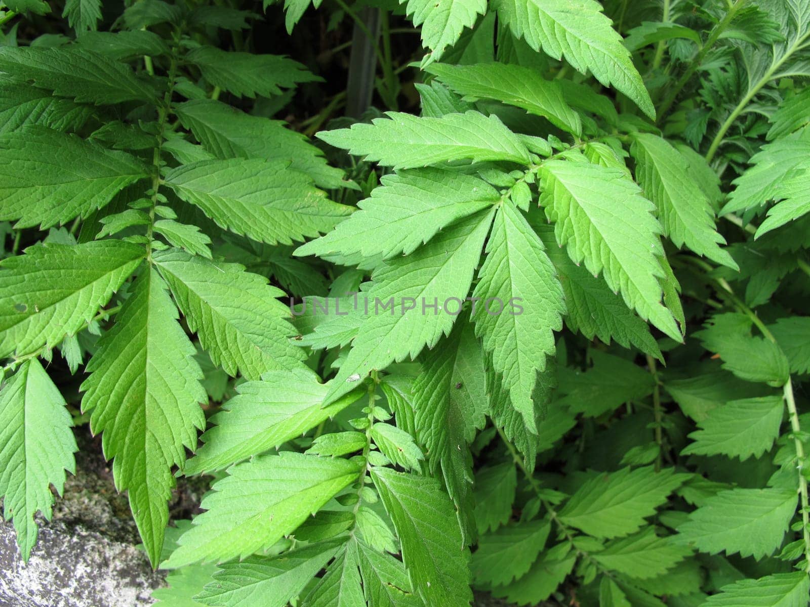 Chinese Odermenning,Agrimonia pilosa