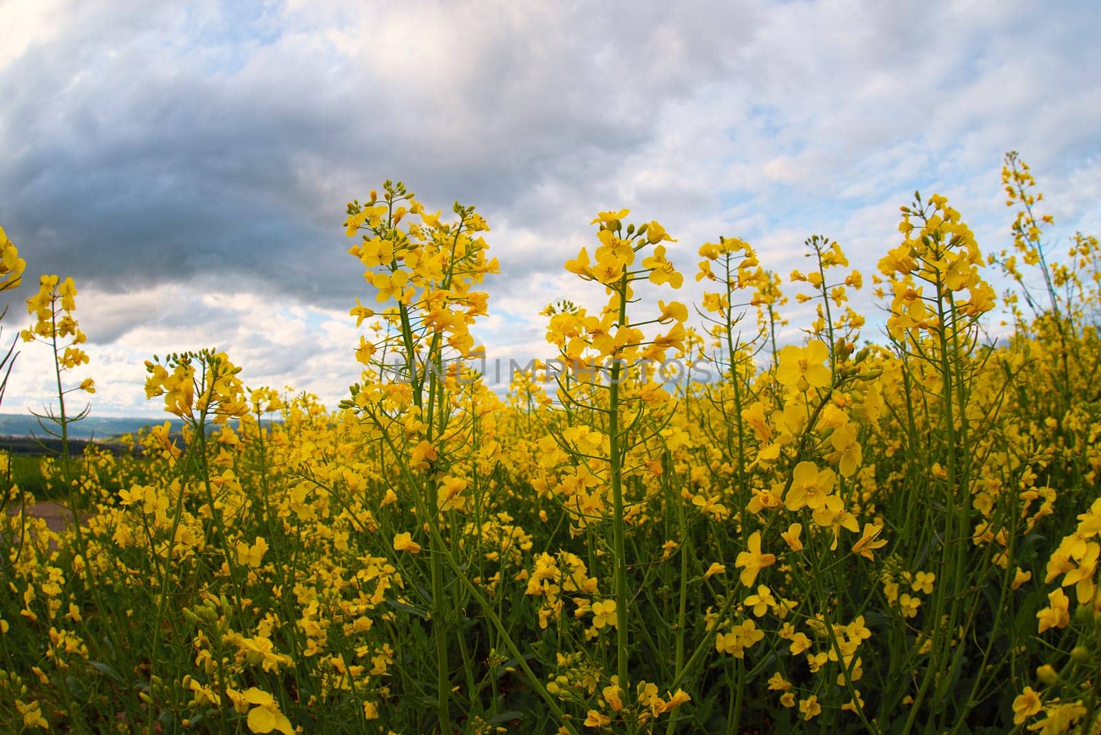 Landscape with yellow blooming raps field, agriculture in spring, countryside in Germany, cultivated farmland