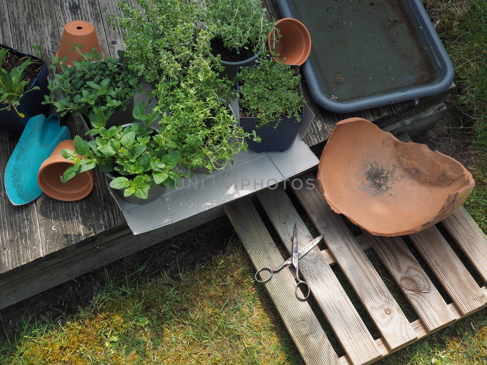 Fresh organic herbs and garden tools on a wooden terrace, urban gardening, self supply, healthy food, conserving resources