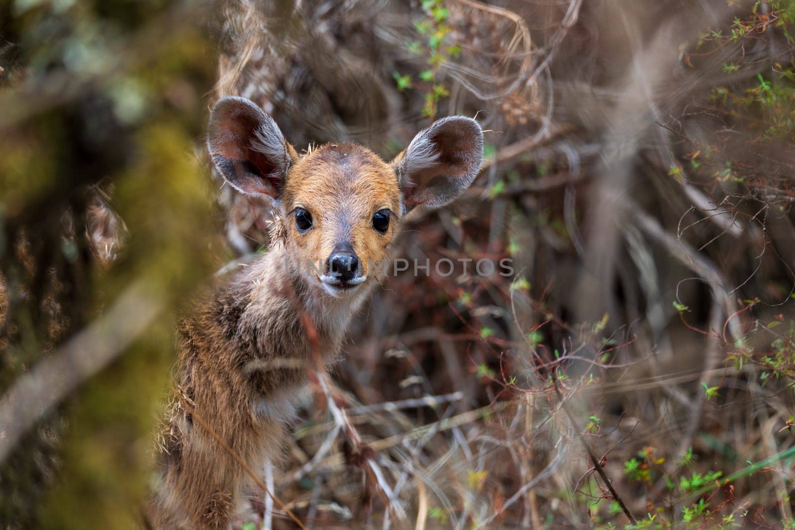 Baby of rare Menelik bushbuck, endemic Tragelaphus scriptus meneliki, in Simien mountains, Ethiopia, Africa wildlife