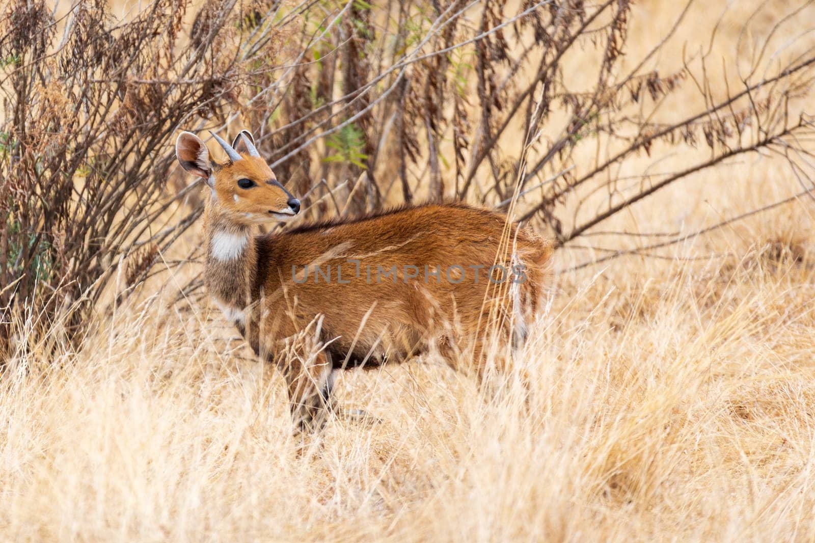 Female of rare Menelik bushbuck, endemic Tragelaphus scriptus meneliki, in Simien mountains, Ethiopia, Africa wildlife