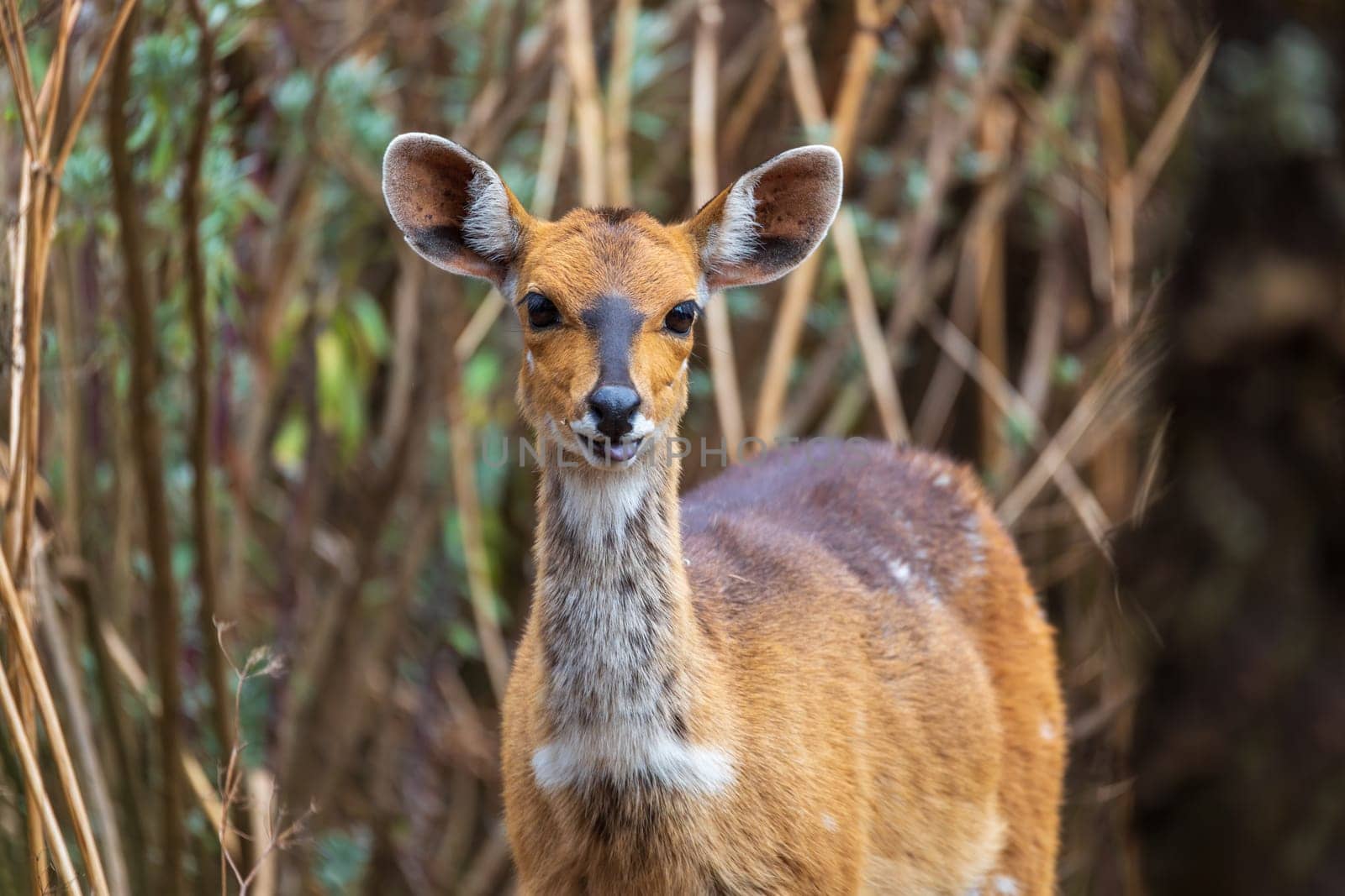 Female of rare Menelik bushbuck, endemic Tragelaphus scriptus meneliki, in Simien mountains, Ethiopia, Africa wildlife