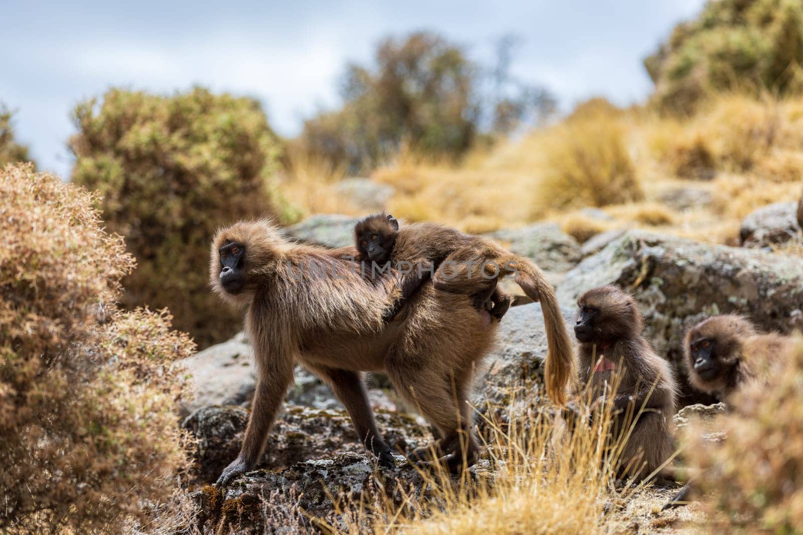 Female with baby of Gelada (Theropithecus gelada), sometimes called the bleeding-heart monkey or the gelada baboon. Simien Mountains, Africa Ethiopia wildlife