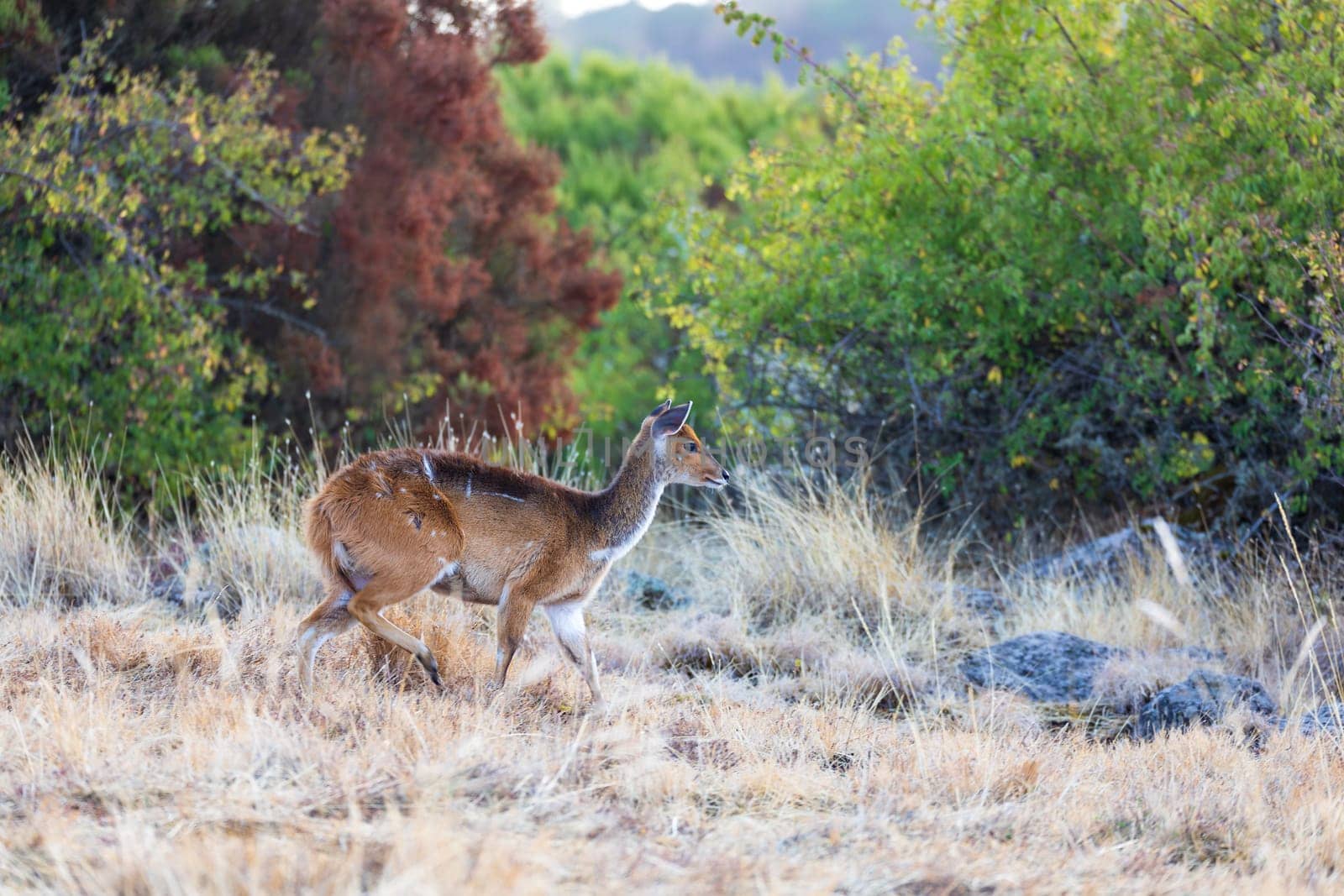 Female of rare Menelik bushbuck, endemic Tragelaphus scriptus meneliki, in Simien mountains, Ethiopia, Africa wildlife