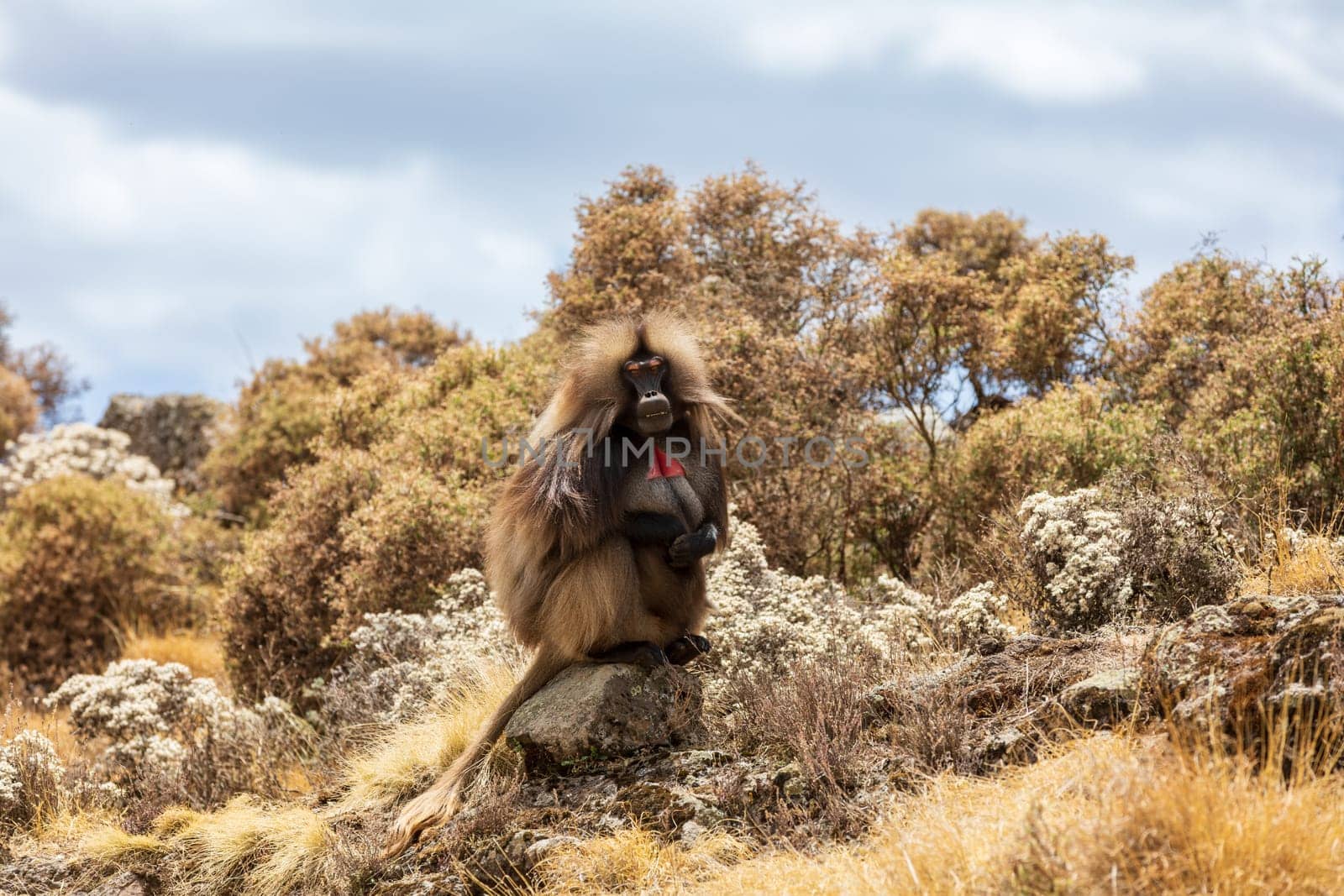 Alpha male of Gelada (Theropithecus gelada), sometimes called the bleeding-heart monkey or the gelada baboon. Simien Mountains, Africa Ethiopia wildlife
