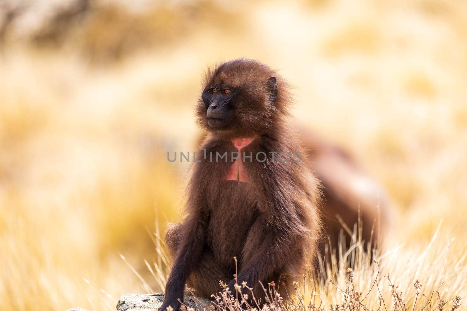 Female of Gelada (Theropithecus gelada), sometimes called the bleeding-heart monkey or the gelada baboon. Simien Mountains, Africa Ethiopia wildlife