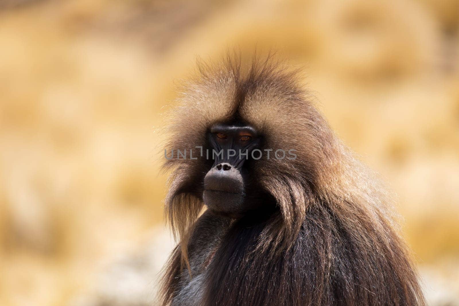 Family of Gelada (Theropithecus gelada), sometimes called the bleeding-heart monkey or the gelada baboon. Simien Mountains, Africa Ethiopia wildlife