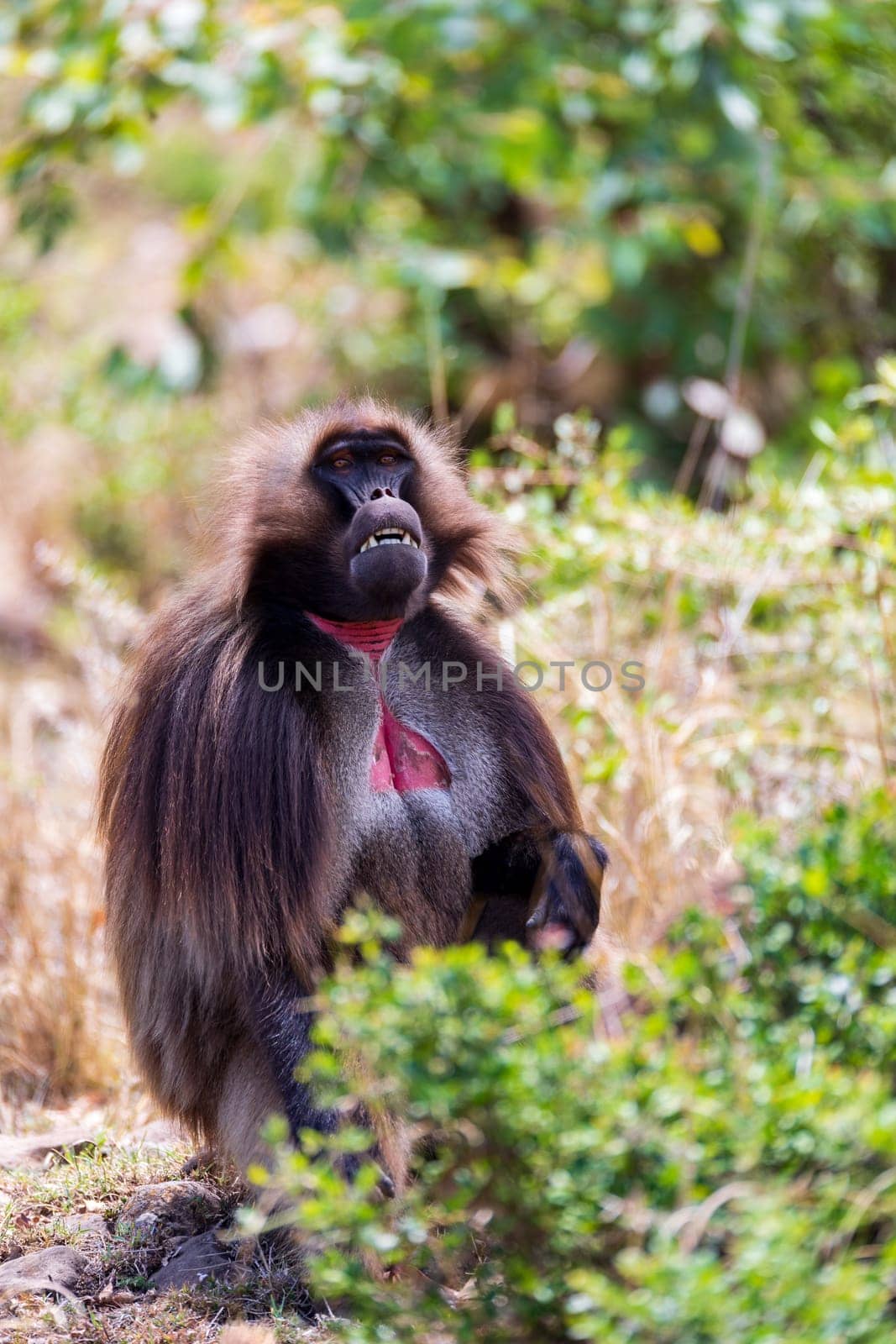 Alpha male of Gelada (Theropithecus gelada), sometimes called the bleeding-heart monkey or the gelada baboon. Debre Libanos, Simien Mountains, Africa Ethiopia wildlife