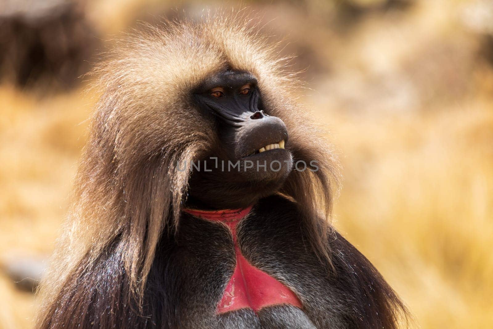 Family of Gelada (Theropithecus gelada), sometimes called the bleeding-heart monkey or the gelada baboon. Simien Mountains, Africa Ethiopia wildlife