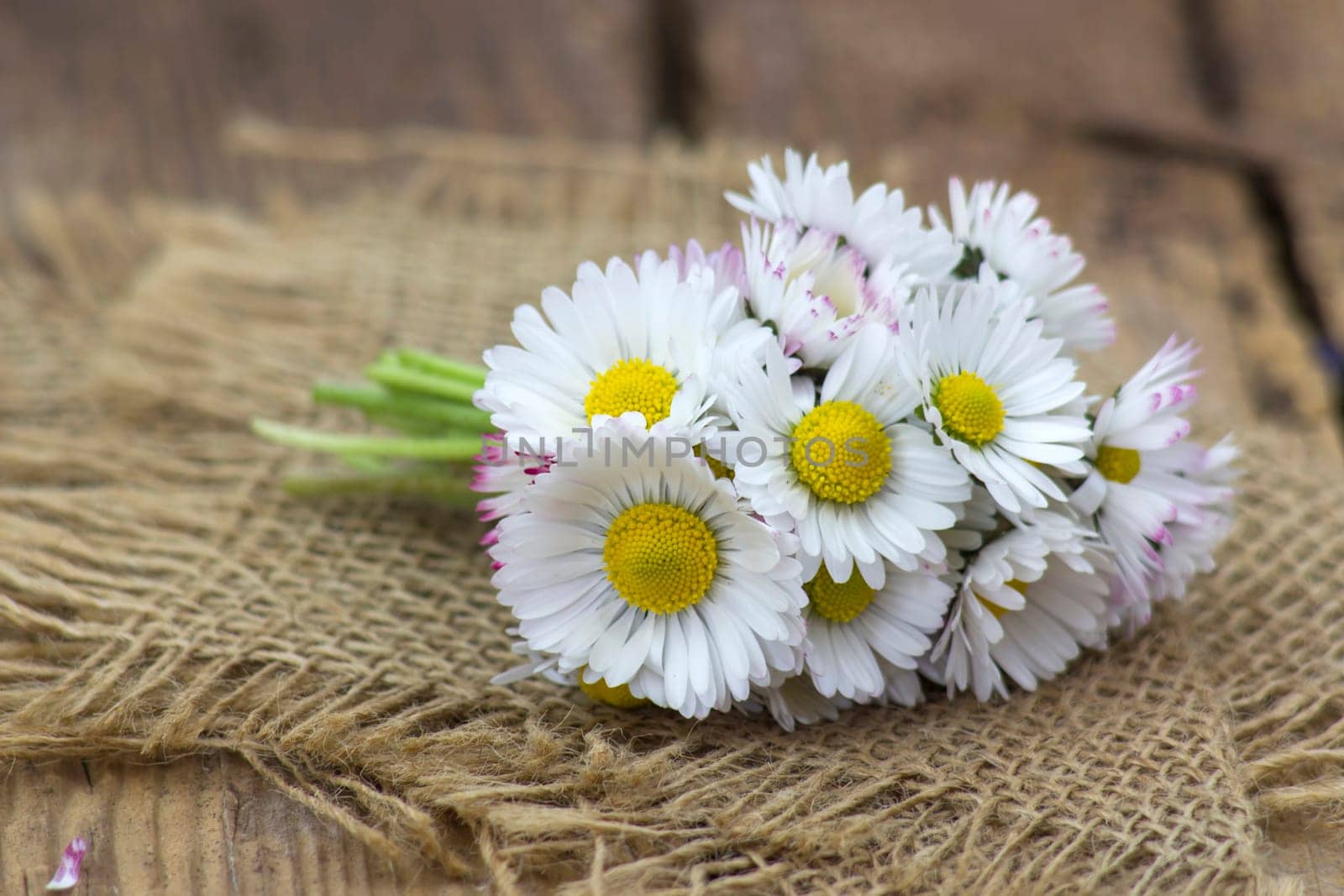 daisies on old wooden background