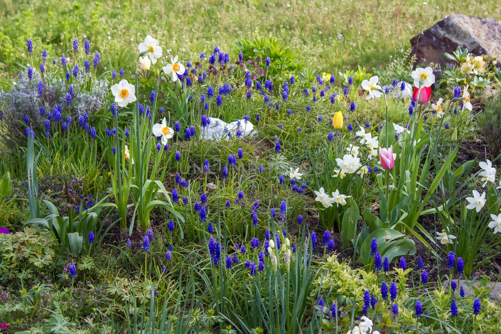 spring flowers in the garden - narcissus, tulips, hyacinth flowers