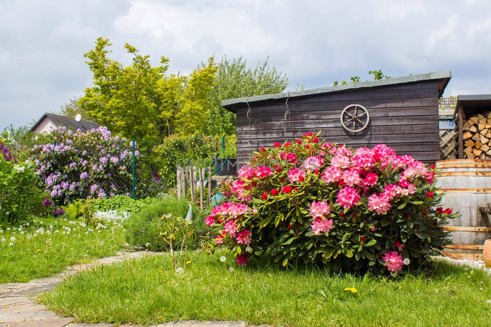Rustic garden -  blooming pink rhododendron flowers