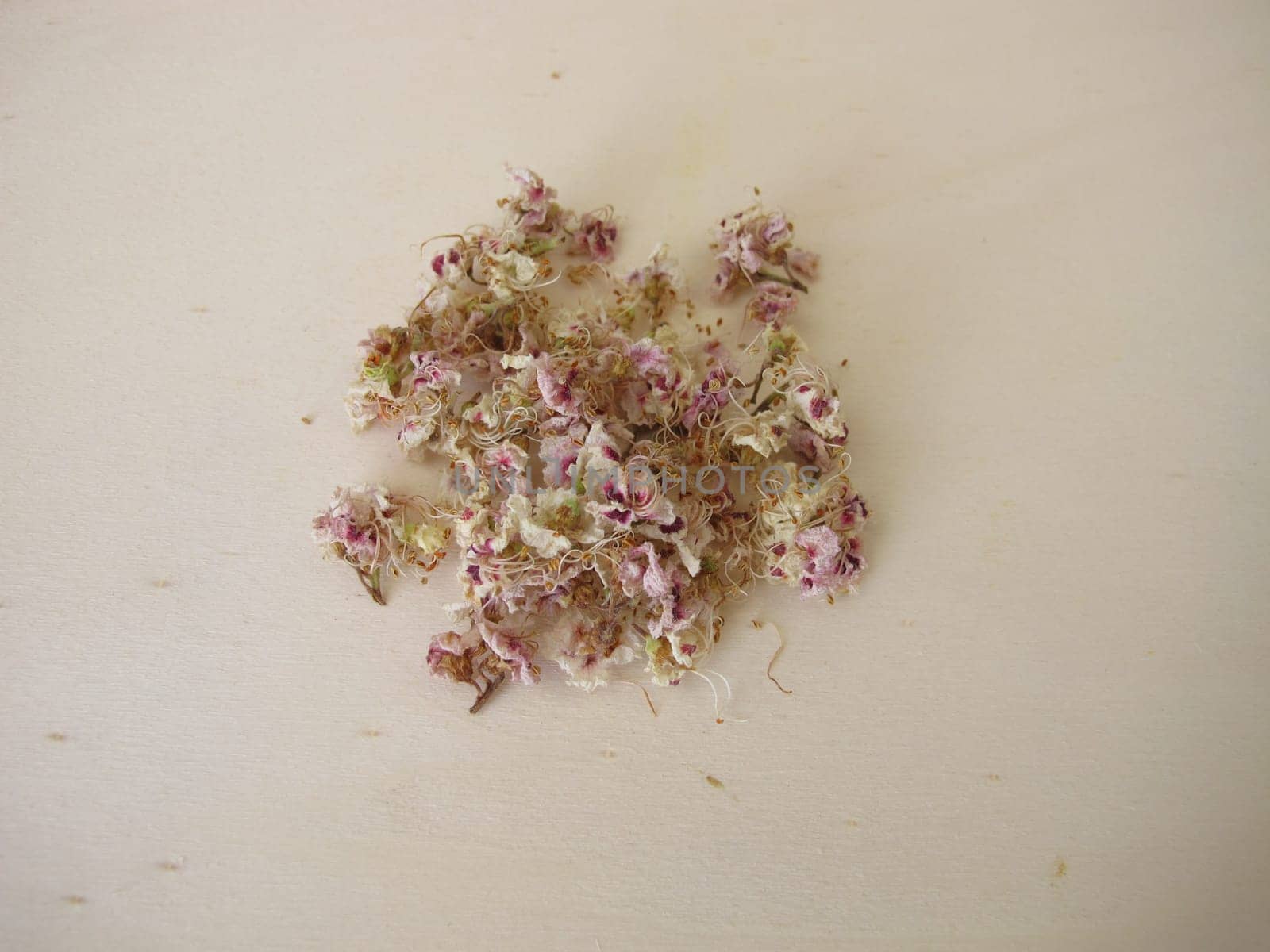 Dried horse chestnut flowers, Flores Hippocastani