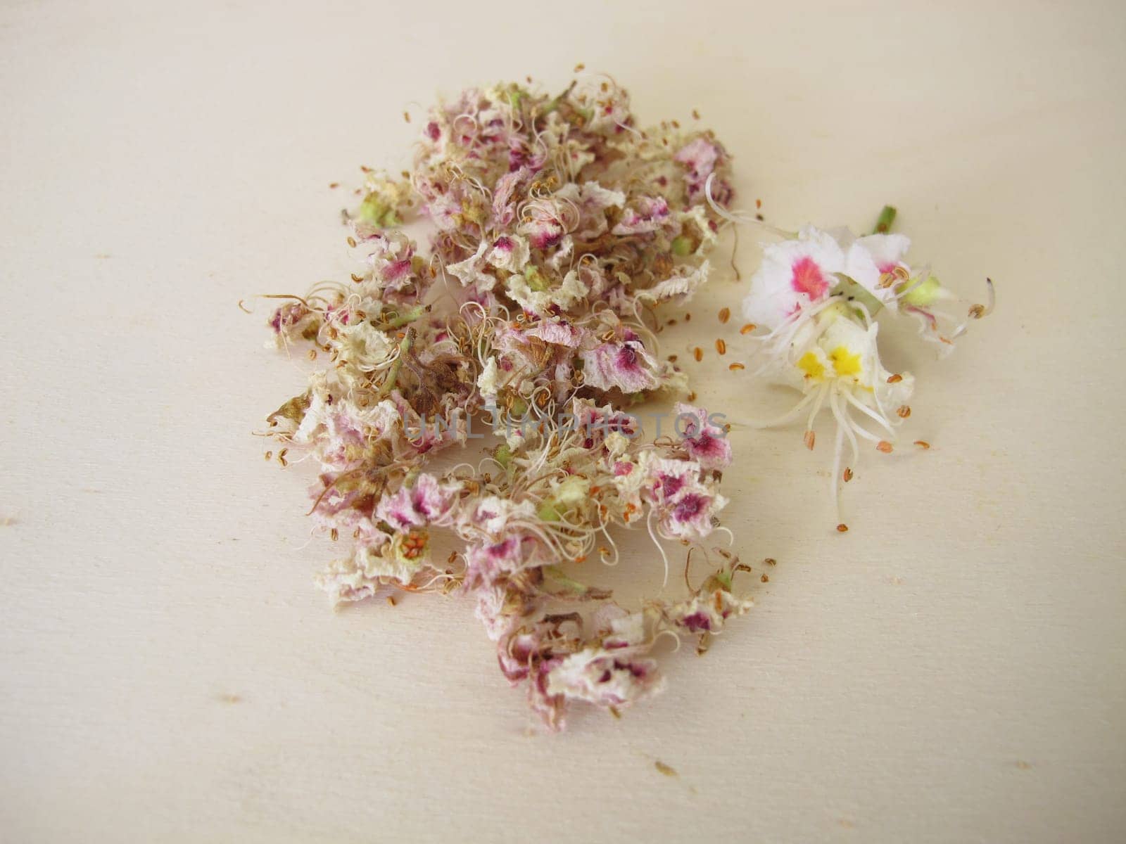 Dried horse chestnut flowers, Flores Hippocastani