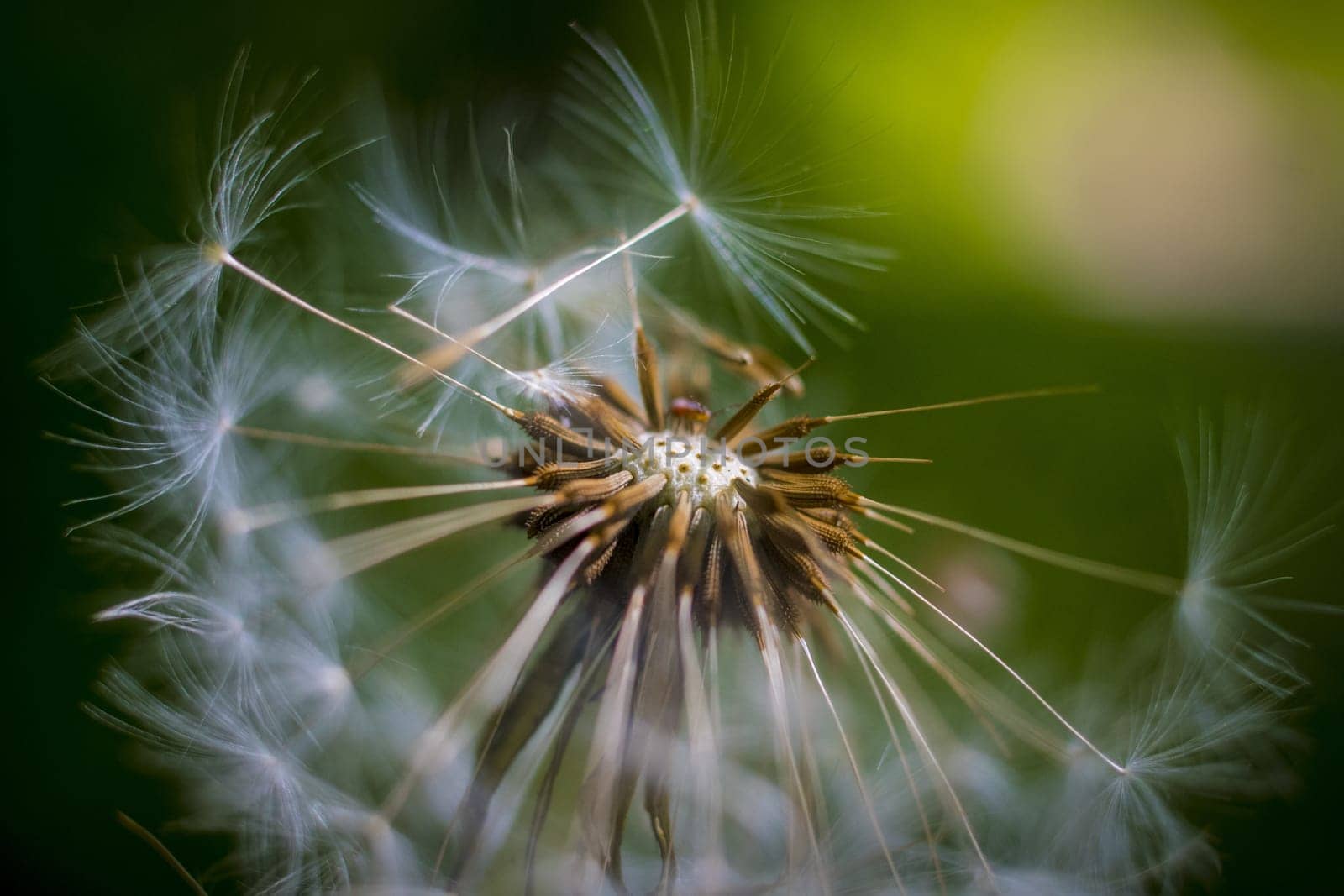Closeup macro shot of dandelion seed head. spherical cluster of fluffy, white parachute-like structures called achenes. Dreamy natural background.