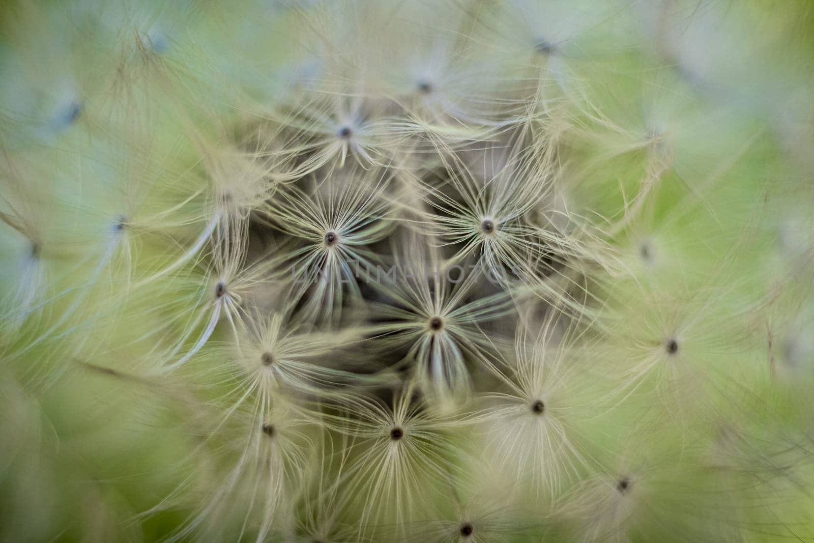 Closeup macro shot of dandelion seed head. spherical cluster of fluffy, white parachute-like structures called achenes. Dreamy natural background.