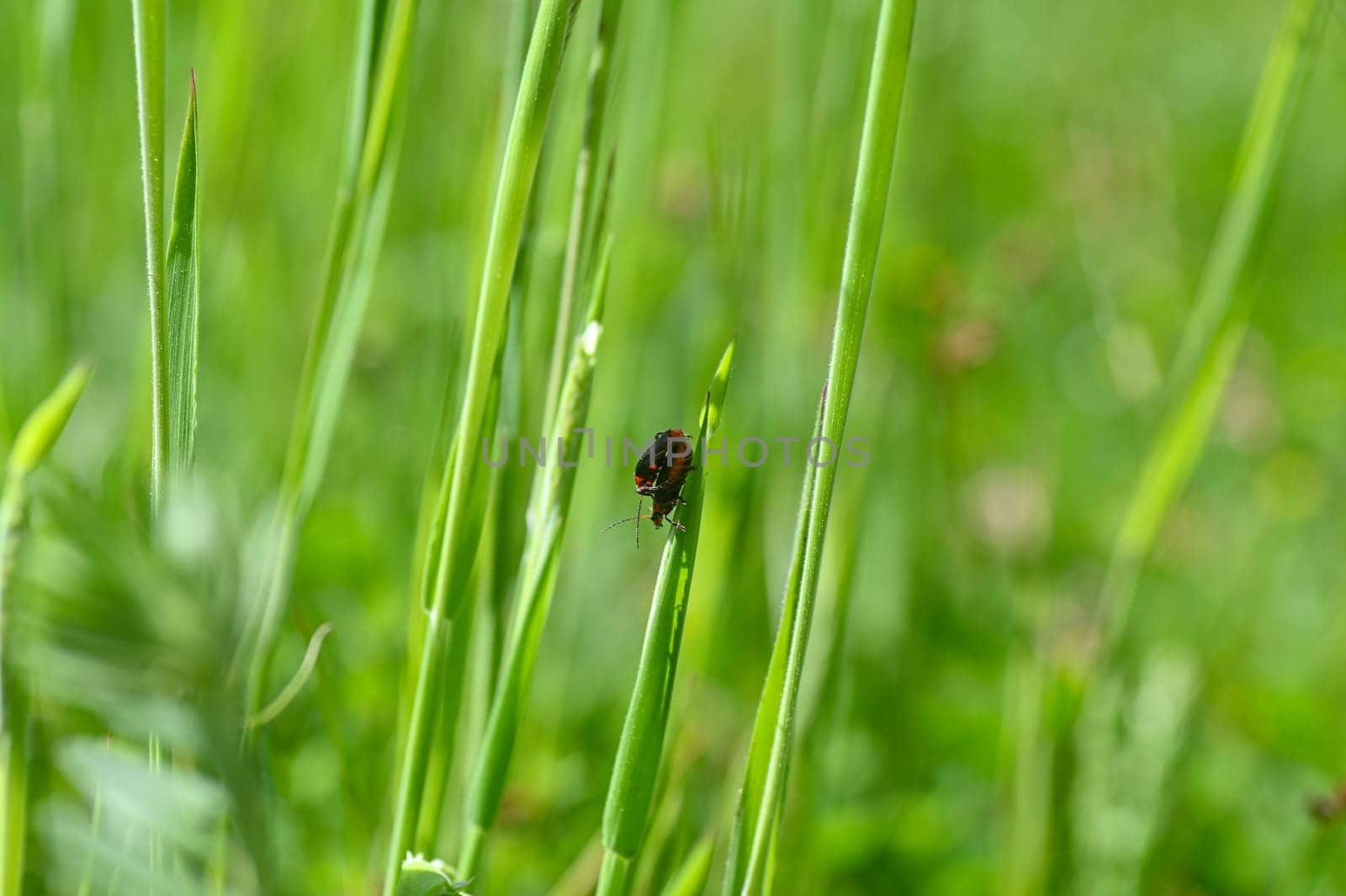Two soldier beetles ( Cantharidae ) mating on a blade of grass in green nature
