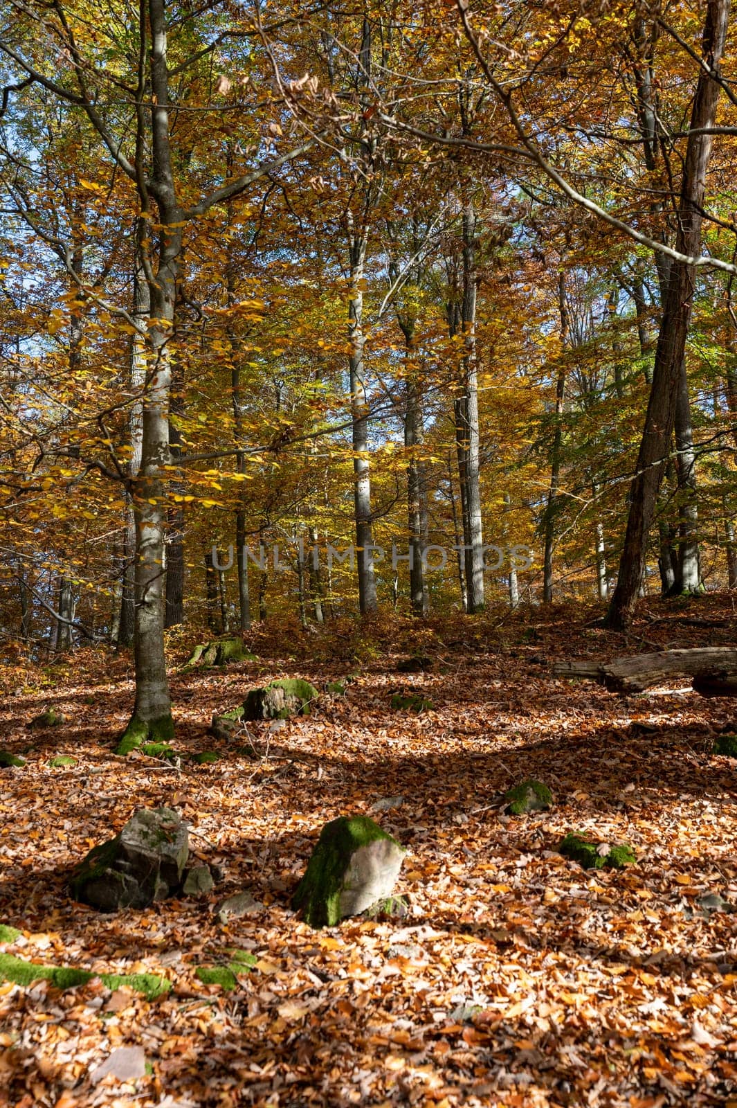 Trees in the forest in autumn with lots of fallen leaves