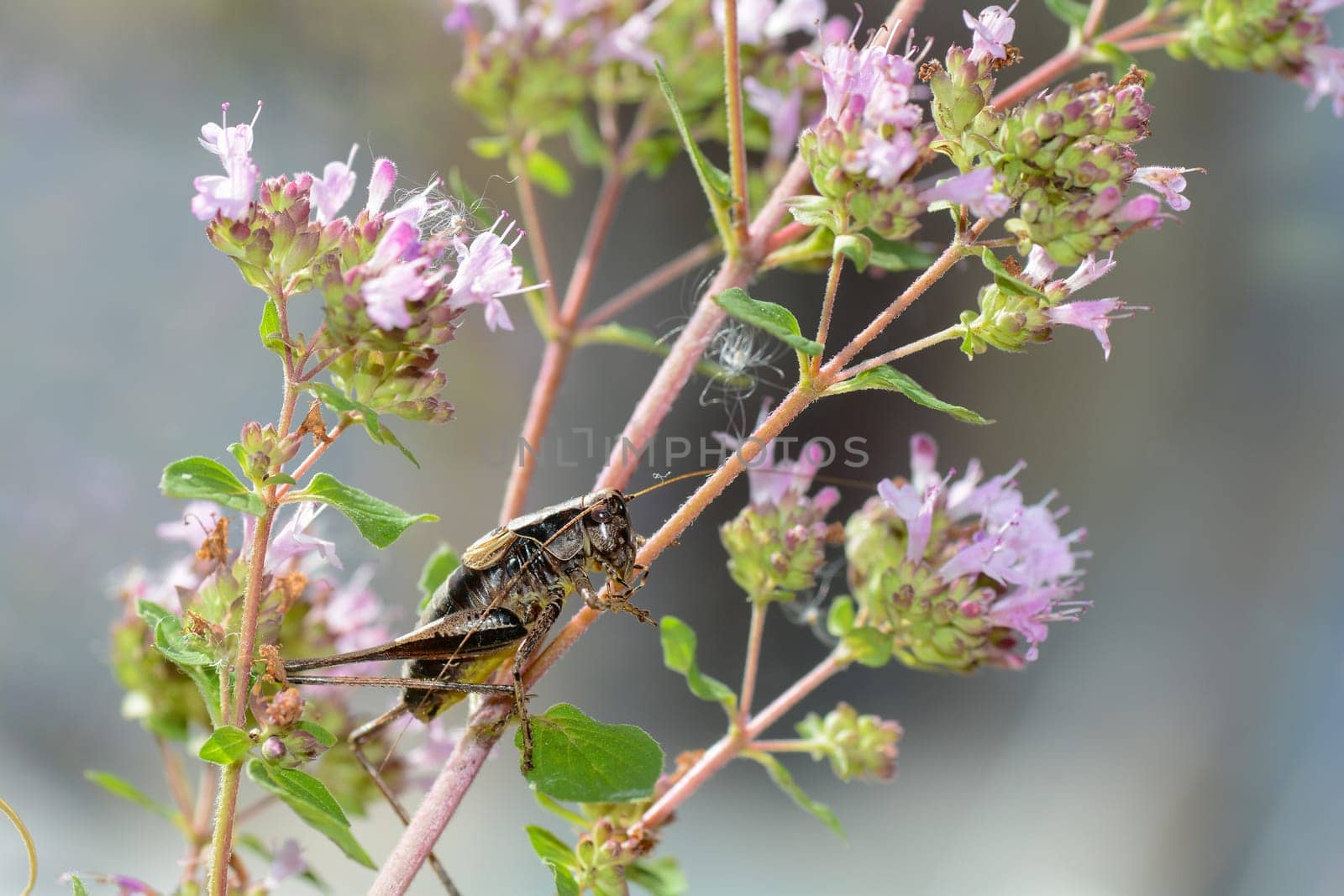 Common bush cricket ( Pholidoptera griseoaptera ) on a plant