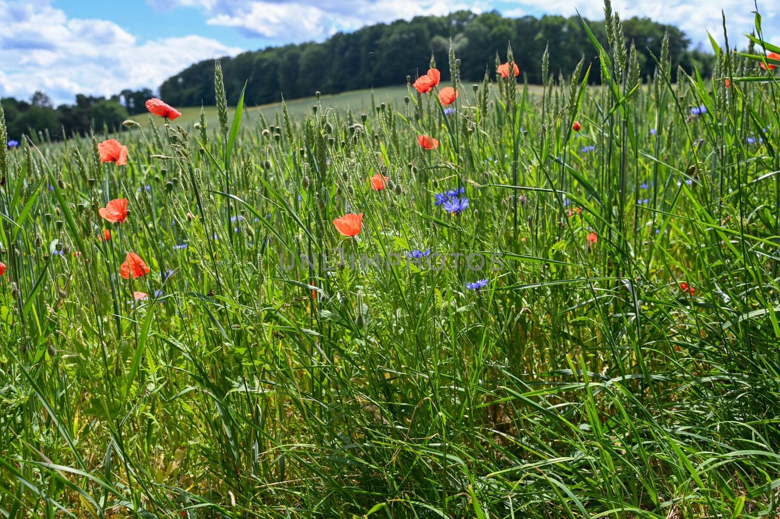 Clap poppy blossom ( Papaver rhoeas ) in a grain - field