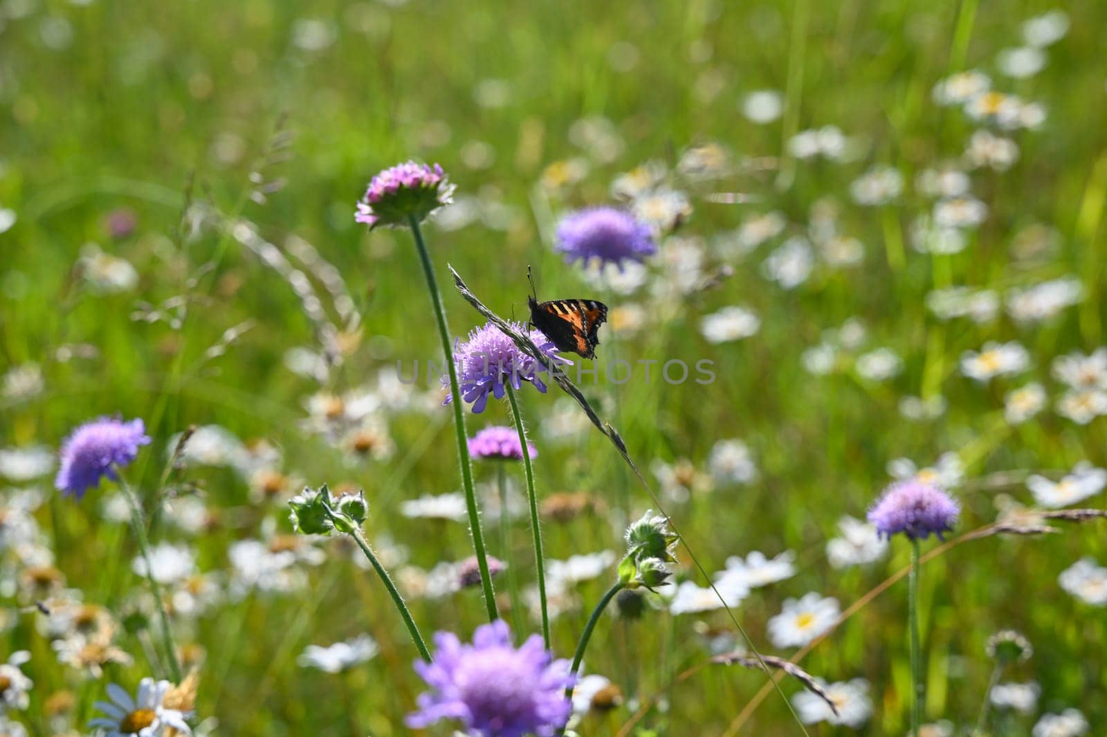 Green summer meadow with white and purple flowers and a butterfly