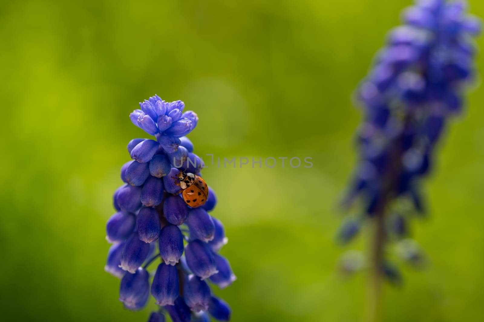 Orange ladybug ( Coccinellidae ) on a blue grape hyacinth ( Muscari ) in green nature