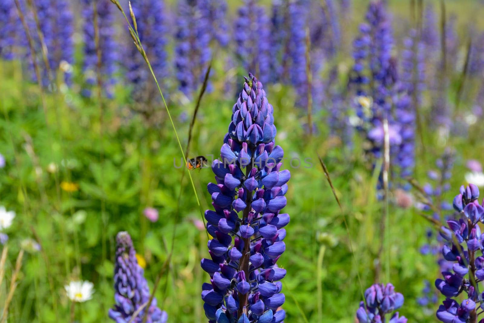 Green meadows with lots of purple lupins and a bee, in the high Rhoen, Bavaria, Germany