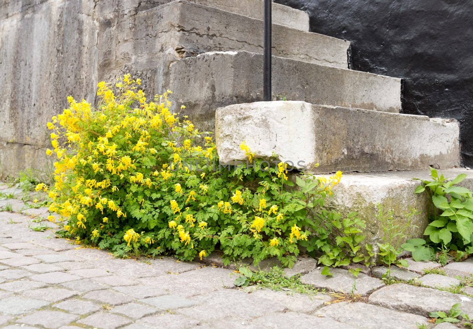 Yellow Flowers by Stone Steps and cobblestone street.