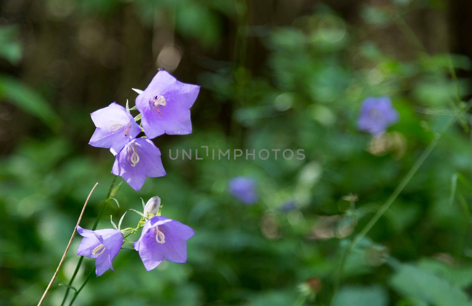 Blue Bell Flowers with green background.
