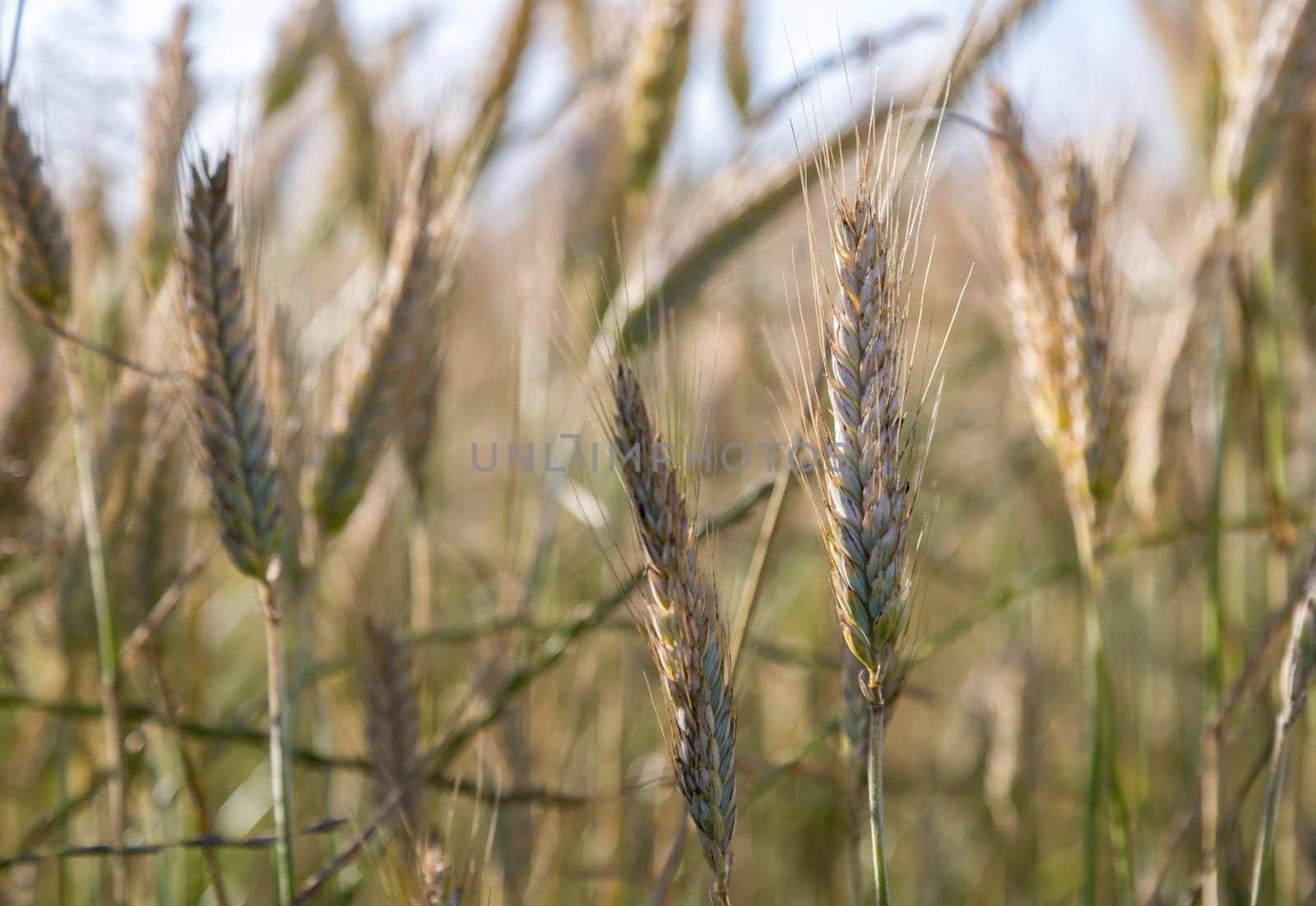 Barley in Field close up.