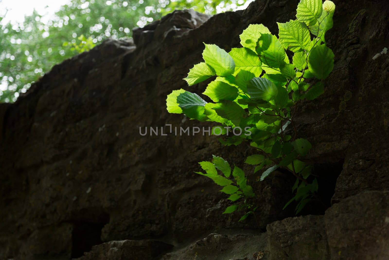 Alder Tree Growing Through the Town wall in Visby, Gotland in Sweden