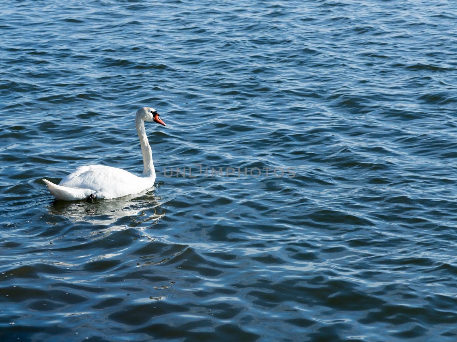 White Swan in Water swimming away.
