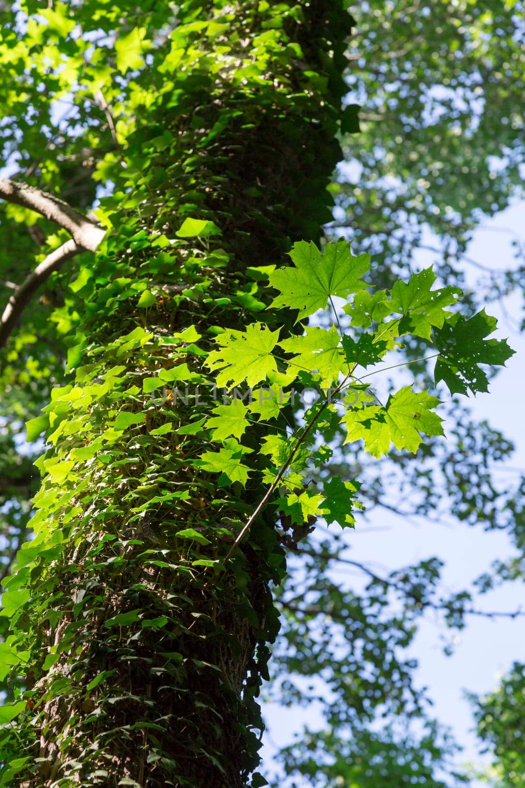 Common Ivy Growing on Tree with maple leaves.