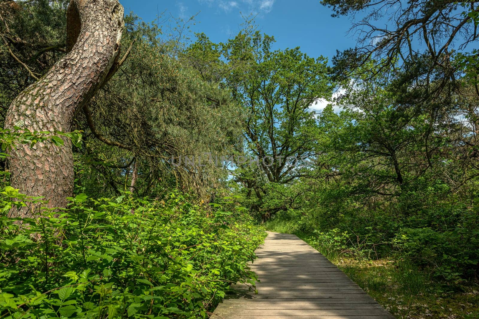 Schwanheimer Dune nature reserve in Frankfurt, Hesse, Germany